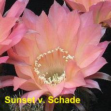 .EP-H. Sunset v. Schade.4.2.jpg 